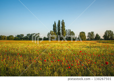 Scenic red poppy field in full bloom Scenic red poppy field in full bloom 138267501