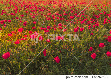 Close-up of red poppies in bloom, Rhineland-Palatinate, Germany Close-up of red poppies in bloom, Rhineland-Palatinate, Germany 138267502