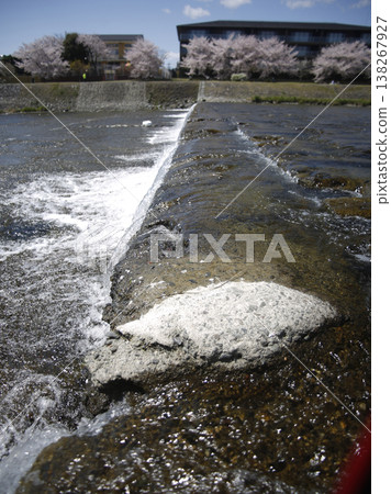 Cherry blossom petals flowing in the river 138267927