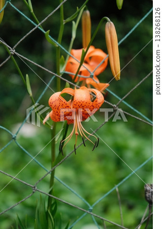 Golden Tiger Lilies in Lush Greenery Golden Tiger Lilies in Lush Greenery 138268126