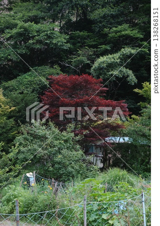 Autumn Red Maple Tree Garden View Autumn Red Maple Tree Garden View 138268151