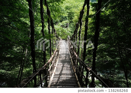 Suspended Pathway Through Emerald Forest Canopy 138268268