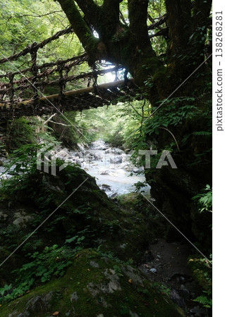 Emerald Canopy Sunlight Through Ancient Forest Emerald Canopy Sunlight Through Ancient Forest 138268281