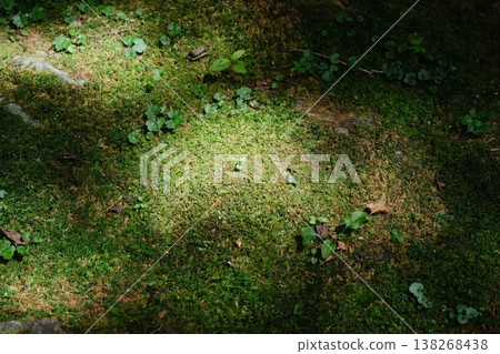 Emerald Forest Floor With Sunlight Patch Emerald Forest Floor With Sunlight Patch 138268438