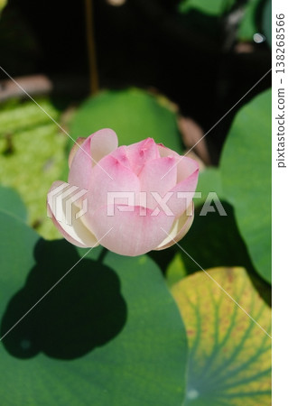 Delicate Pink Lotus Bud Emerging Sunlight Delicate Pink Lotus Bud Emerging Sunlight 138268566