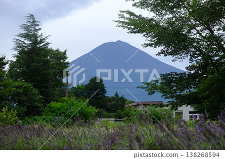 Mount Fuji View Amidst Purple Lavender Fields 138268594