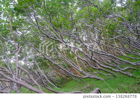 Winding Tree Roots Across Green Hillside Winding Tree Roots Across Green Hillside 138268778