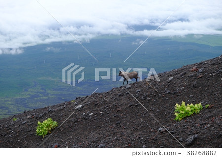 Wild Goat On Volcanic Slope With Vista Wild Goat On Volcanic Slope With Vista 138268882