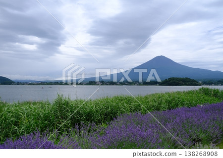 Lavender Fields with Mount Fuji in Background 138268908