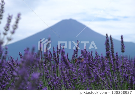 Lavender Field with Mountain Backdrop Provence Lavender Field with Mountain Backdrop Provence 138268927