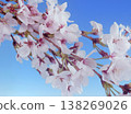 Cherry blossoms in bloom, cherry blossom viewing, spring flowers, spring in Japan 138269026