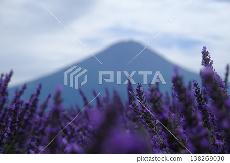 Lavender Fields With Distant Mount Fuji View Lavender Fields With Distant Mount Fuji View 138269030