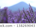 Lavender Fields Bloom Beneath Distant Mountains 138269043