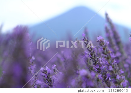 Lavender Fields Bloom Beneath Distant Mountains Lavender Fields Bloom Beneath Distant Mountains 138269043