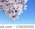Cherry blossoms in bloom, cherry blossom viewing, spring flowers, spring in Japan 138269260