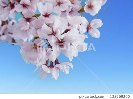 櫻花盛開,賞櫻,春花,日本的春天 櫻花盛開,賞櫻,春花,日本的春天 138269260