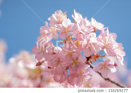 Pink cherry blossoms and a clear blue sky, signaling the arrival of spring. Pink cherry blossoms and a clear blue sky, signaling the arrival of spring. 138269277