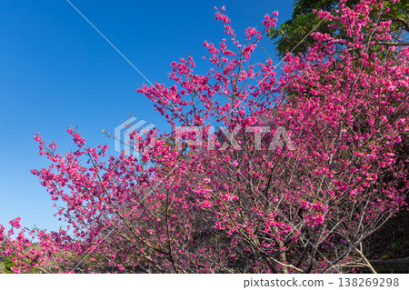 A slope covered in vibrant pink Ryukyu Kanhizakura cherry blossoms at the Motobu Yaedake Cherry Blossom Festival venue in Motobu Town, Kunigami District, Okinawa Prefecture. A slope covered in vibrant pink Ryukyu Kanhizakura cherry blossoms at the Motobu Yaedake Cherry Blossom Festival venue in Motobu Town, Kunigami District, Okinawa Prefecture. 138269298