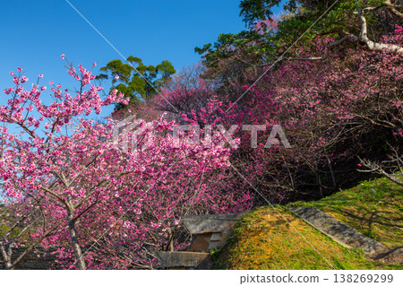 在沖繩縣國頭郡本部町的本部八重岳櫻花節會場,山坡上覆蓋著鮮豔的粉紅色琉球寒緋櫻。 在沖繩縣國頭郡本部町的本部八重岳櫻花節會場,山坡上覆蓋著鮮豔的粉紅色琉球寒緋櫻。 138269299