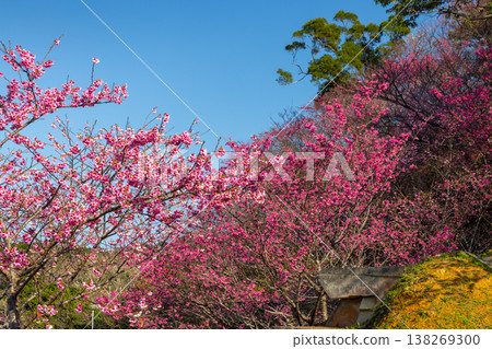 A slope covered in vibrant pink Ryukyu Kanhizakura cherry blossoms at the Motobu Yaedake Cherry Blossom Festival venue in Motobu Town, Kunigami District, Okinawa Prefecture. A slope covered in vibrant pink Ryukyu Kanhizakura cherry blossoms at the Motobu Yaedake Cherry Blossom Festival venue in Motobu Town, Kunigami District, Okinawa Prefecture. 138269300