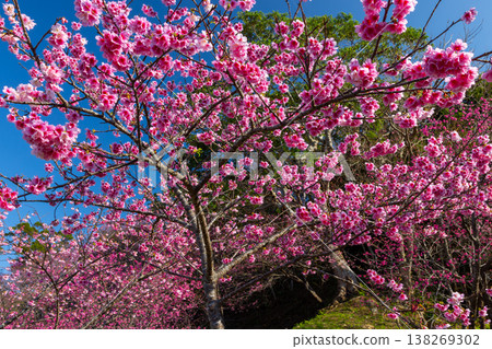 A slope covered in vibrant pink Ryukyu Kanhizakura cherry blossoms at the Motobu Yaedake Cherry Blossom Festival venue in Motobu Town, Kunigami District, Okinawa Prefecture. 138269302