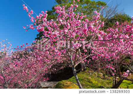 在沖繩縣國頭郡本部町的本部八重岳櫻花節會場,山坡上覆蓋著鮮豔的粉紅色琉球寒緋櫻。 在沖繩縣國頭郡本部町的本部八重岳櫻花節會場,山坡上覆蓋著鮮豔的粉紅色琉球寒緋櫻。 138269303
