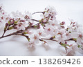 Cherry blossoms in bloom, cherry blossom viewing, spring flowers, Japanese spring, Somei Yoshino cherry blossoms 138269426