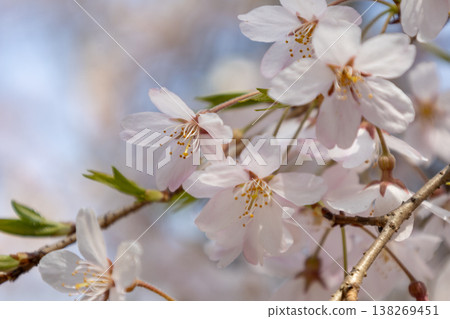 垂枝櫻花樹的特寫。 垂枝櫻花樹的特寫。 138269451