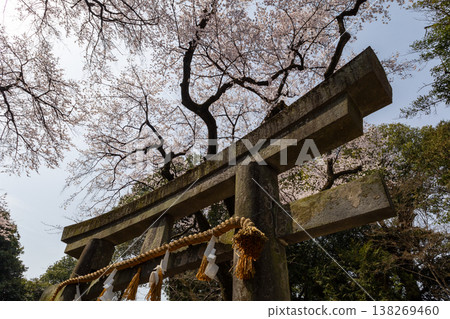 Kawagoe Senba Toshogu Shrine, Springtime Scenery: Torii Gate and Cherry Blossoms Kawagoe Senba Toshogu Shrine, Springtime Scenery: Torii Gate and Cherry Blossoms 138269460
