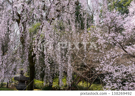 川越喜田寺,春景,櫻花 川越喜田寺,春景,櫻花 138269492