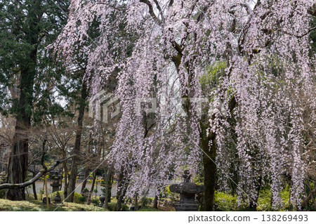 川越喜田寺,春日景色:花園中的垂枝櫻花樹 川越喜田寺,春日景色:花園中的垂枝櫻花樹 138269493