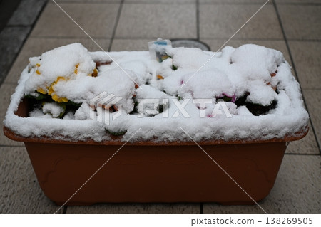 被雪覆蓋的花壇 被雪覆蓋的花壇 138269505