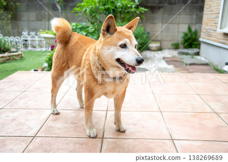 Shiba Inu returning from a walk Shiba Inu returning from a walk 138269689