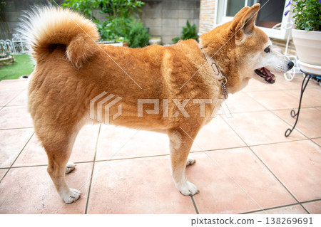 柴犬散步歸來 柴犬散步歸來 138269691