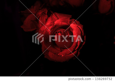 Passionate red rose on dark background fiery tango dance concept 138269732