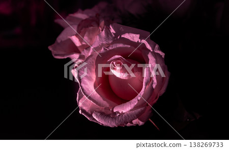 Elegant pink rose in dark gentle waltz ballet dance concept Elegant pink rose in dark gentle waltz ballet dance concept 138269733