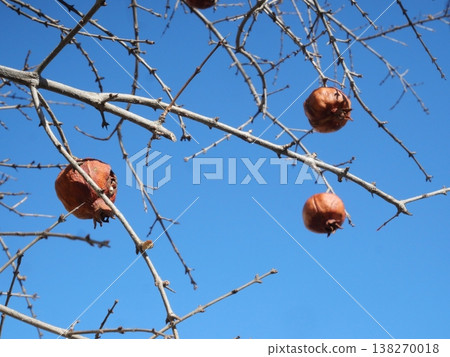 石榴果實在藍天的映襯下閃閃發光 石榴果實在藍天的映襯下閃閃發光 138270018