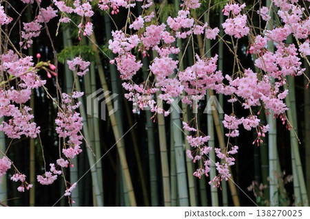 Weeping cherry blossoms in a bamboo grove 138270025
