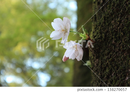Somei Yoshino cherry blossoms blooming on the trunks of trees in Omiya Park Somei Yoshino cherry blossoms blooming on the trunks of trees in Omiya Park 138270057
