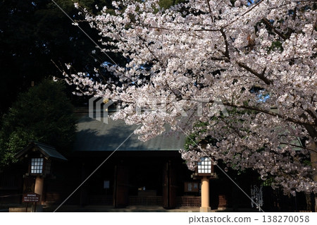 The scenery of Gokoku Shrine under the cherry blossoms The scenery of Gokoku Shrine under the cherry blossoms 138270058