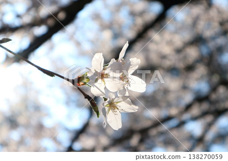 Cherry blossoms in full bloom shining in the spring sunshine Cherry blossoms in full bloom shining in the spring sunshine 138270059
