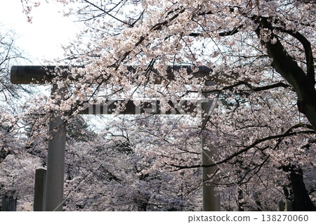 A scene of cherry blossoms in full bloom and a shrine gate. A scene of cherry blossoms in full bloom and a shrine gate. 138270060