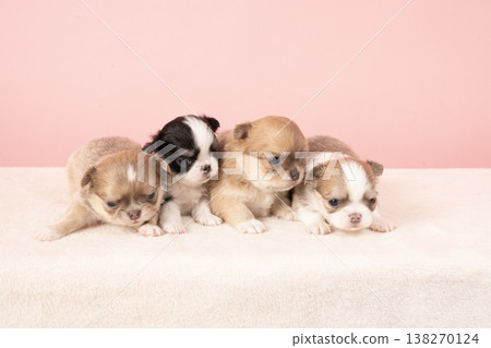 A group photo of four 1-month-old Chihuahua puppies. 138270124
