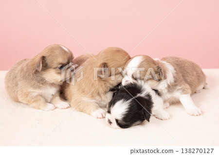 一張四隻一個月大的吉娃娃幼犬的合照。 138270127