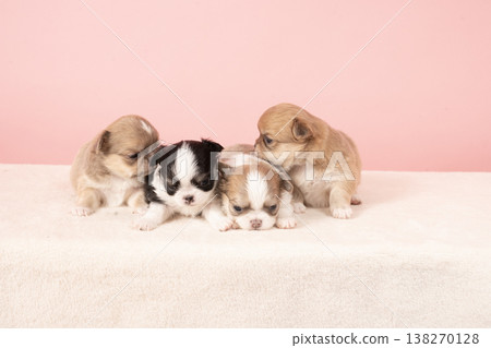 一張四隻一個月大的吉娃娃幼犬的合照。 138270128