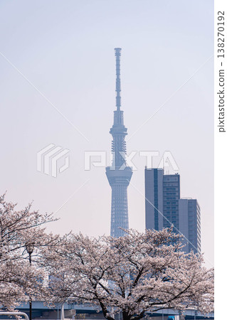 以東京晴空塔、櫻花、汐入公園和水神大橋為背景的春日美景。 以東京晴空塔、櫻花、汐入公園和水神大橋為背景的春日美景。 138270192