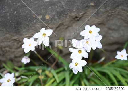 我家花園裡的伊菲翁花開始盛開了。 138270201
