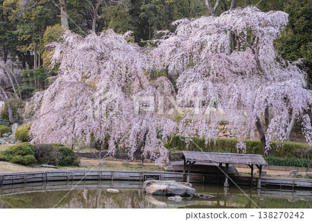 Petals dancing in the spring breeze, a cherry blossom miracle encountered at Sogenji Temple Petals dancing in the spring breeze, a cherry blossom miracle encountered at Sogenji Temple 138270242
