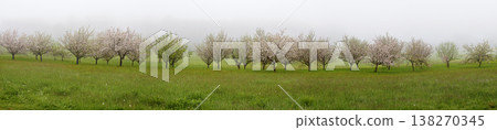 blooming orchard on a foggy day 138270345
