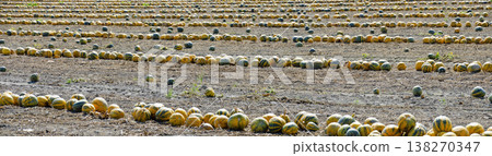 Field with oil pumpkins Field with oil pumpkins 138270347